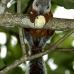 squirrel_variegated_tar_v_0246_cos0551.jpg